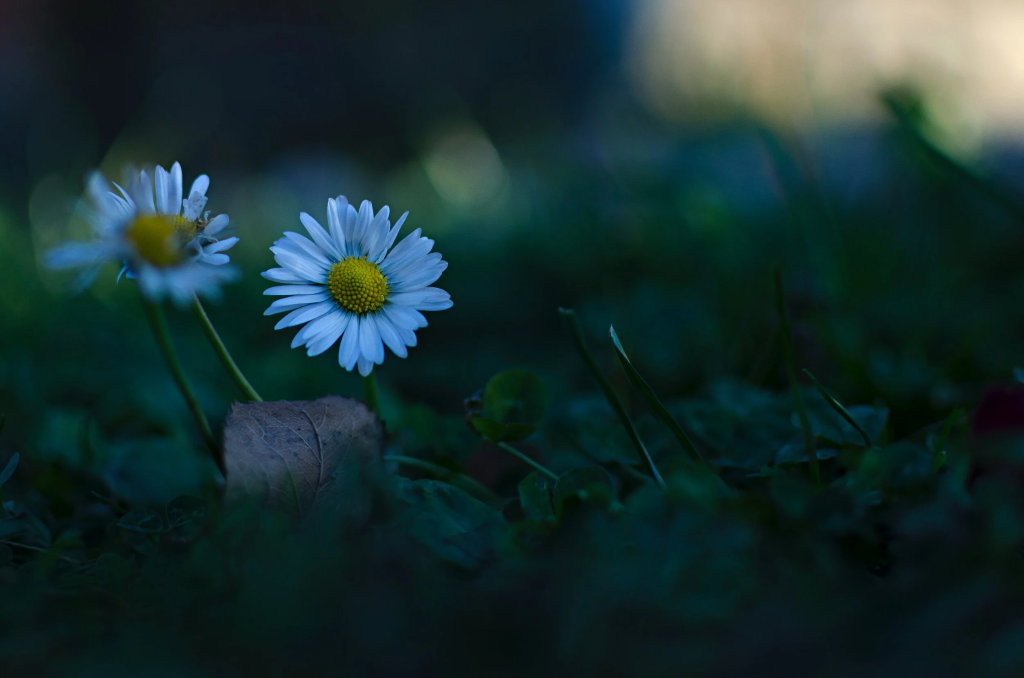 Why plant choice matters for night lighting