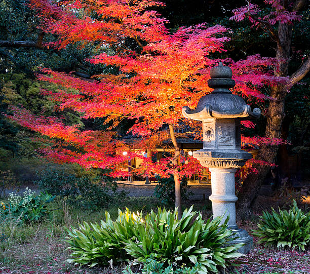 A Japanese maple tree under the outdoor solar lights