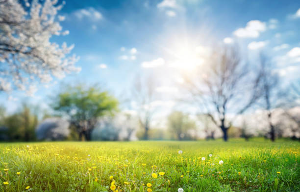 Sunlight is the energy source for outdoor solar lights.