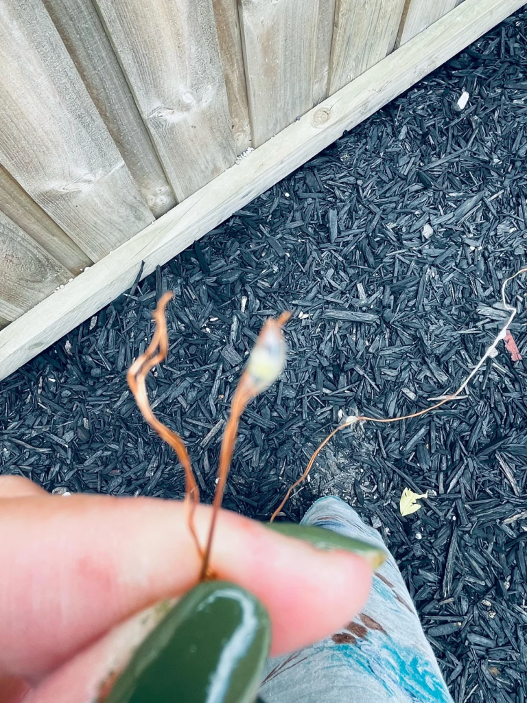 Diagnosing the wiring of outdoor solar lights