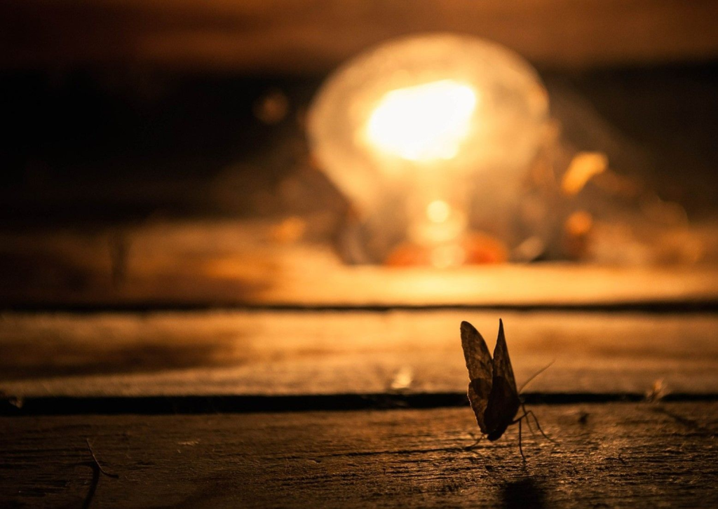 Why Outdoor Solar Lights Matter to Wildlife