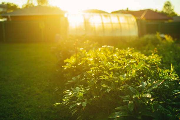 Lush garden with greenhouse and warm outdoor solar light glow