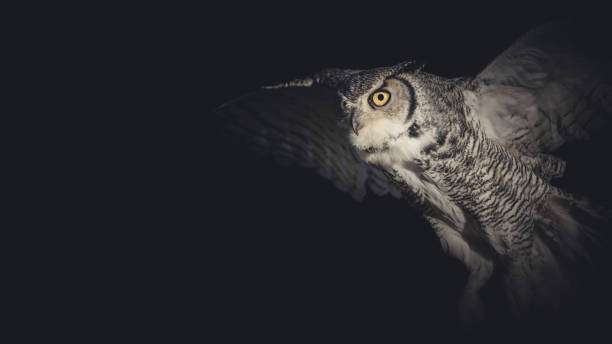 Striking owl soaring in darkness, dramatically lit like a feature under a wall light.